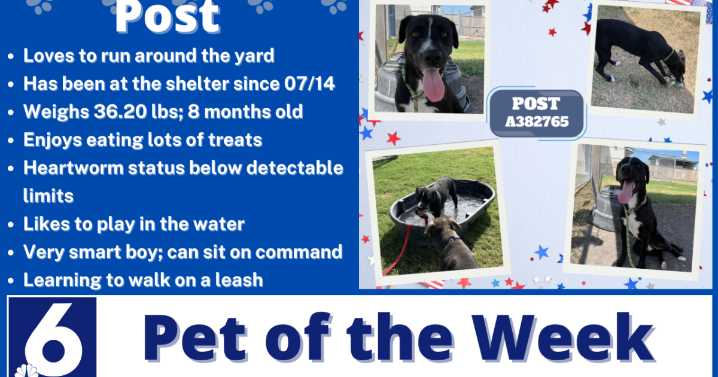 Pet of the Week: Post
