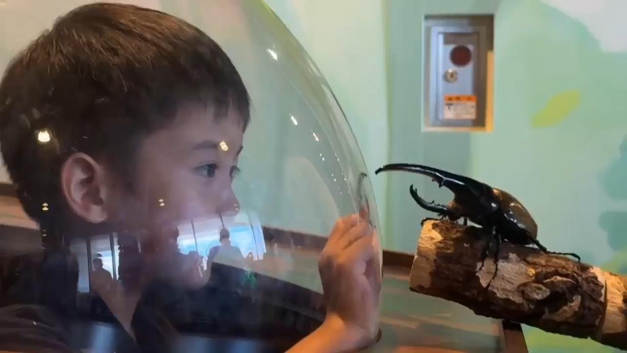 Meeting bugs close up: The call of the wild in Japan