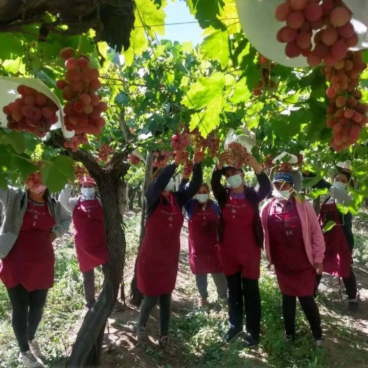 Familia exitosa. Vino de España con 13 años, se dedicó a las frutas y ahora su empresa exporta uvas a exclusivos mercados