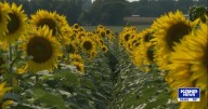 Some Kansas sunflower farms thrive, while others are unable to grow due to rain