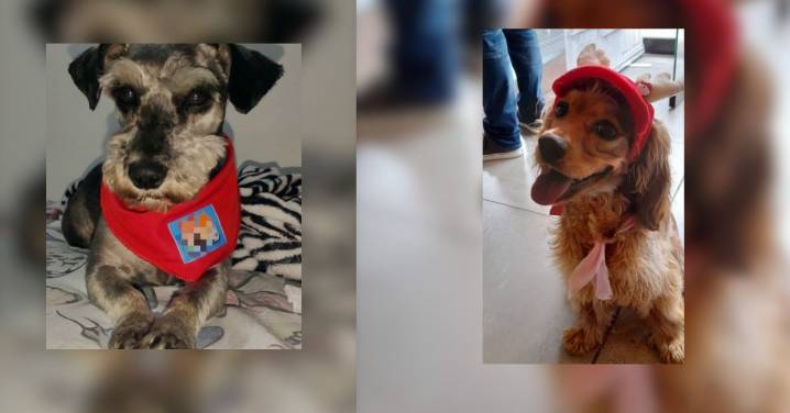 ¡Justicia para ‘Tony’ y ‘Nala’! Cárcel para responsables de su muerte