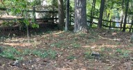 Not practical to protect isolated pine trees from beetles
