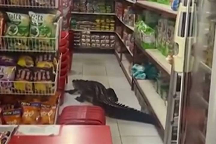 Shoppers Scream as Huge Crocodile Scurries Through Grocery Store: Watch