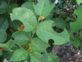 Plant Doctor: Leaf-cutting bees cause minimal damage, can't be controlled