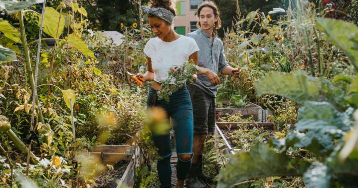 Allotment rules could change as councils get permission to sell land