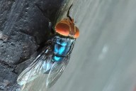 Maryland resident is diagnosed with New World screwworm. What to know about the parasite
