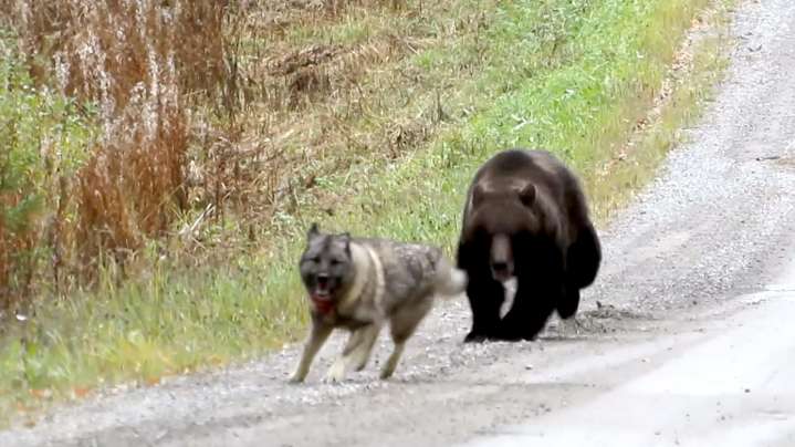 Don't Count On Your Dog To Save You From Grizzly Mauling