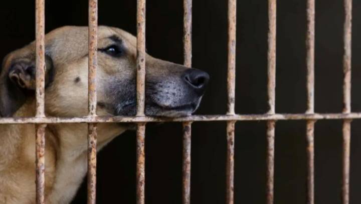 Ministerio Público sancionará maltrato animal con multas y hasta seis años de cárcel