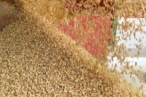 Vietnamese rice grower helps tackle Cuba’s food shortage