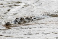 Dad of 4 Killed by Crocodile in Front of Onlookers, Remains Later Found a Mile Away