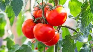 México impone precios mínimos al tomate en respuesta a arancel de EE.UU.