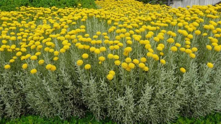 3 plantas ideales para poner en canteros en la fachada de tu casa: aire chic y sofisticado