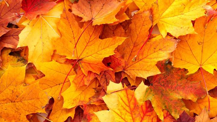 Reinstein Woods Nature Preserve Fall Festival returns in September