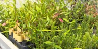 Native plants part of wildfire recovery plan in Kula
