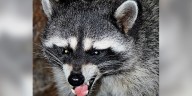 Rabies alert issued in Punta Gorda