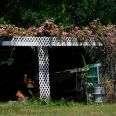 A mysterious rose survived Hurricane Katrina and spread throughout the US. Its origins are still unknown