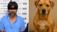 Perrita Kia muere defendiendo a su dueña de ataque en Puebla; agresor ya fue detenido