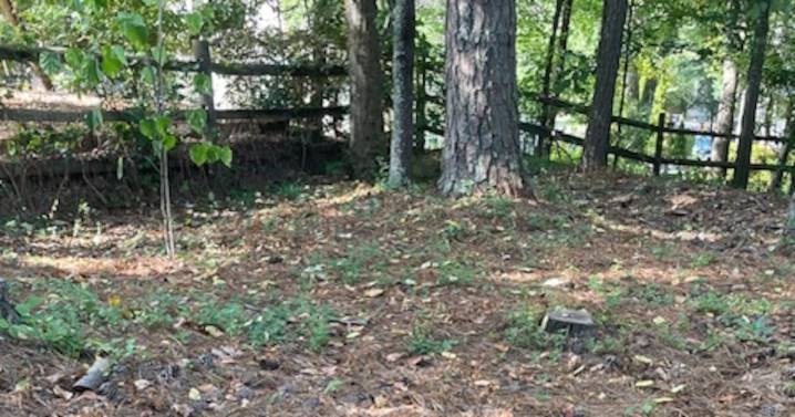 Not practical to protect isolated pine trees from beetles