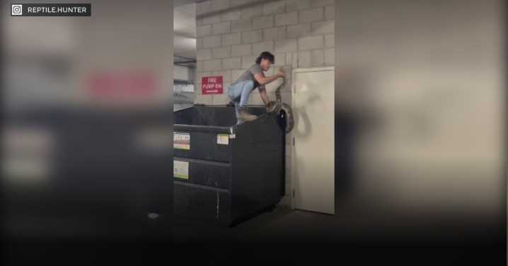 20-foot python found on top of dumpster in downtown Los Angeles