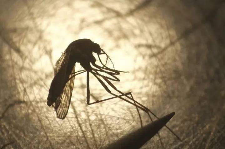 SHA warns of mosquitoes carrying West Nile virus in southwest Sask