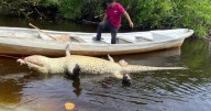 Adiós a “Lucho”: la muerte del cocodrilo que indigna a Oaxaca