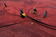 Cranberry bogs are being given a second life as vibrant wetlands