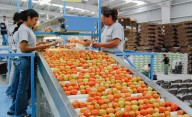 Precios mínimos de exportación para jitomate son fijados por Economía y Sader