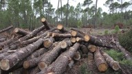 Para cuidar y gestionar los montes, ingenieros forestales