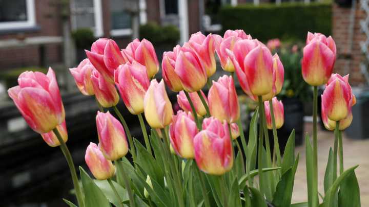 The Simple Soil Boost That Will Help Your Tulips Thrive