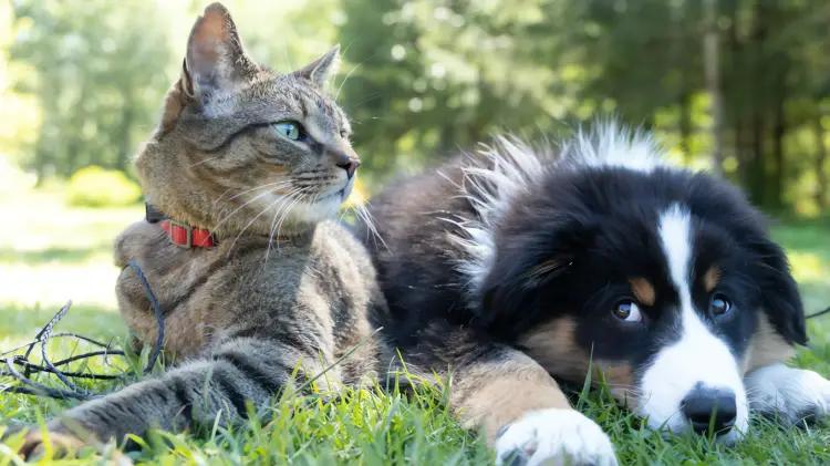 CDMX reconoce derechos de mascotas en divorcios, un hecho histórico