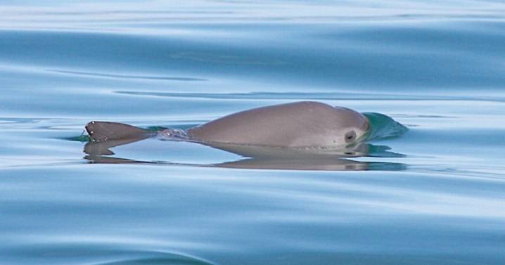 Autoridades alistan censo de vaquitas marinas, especie en peligro de extinción