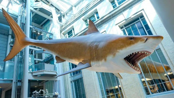 How Do We Know How Big Megalodons Were?