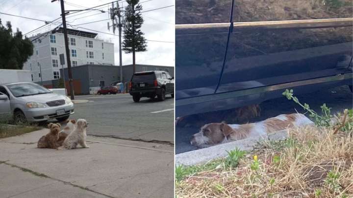 Left On The Streets Of California, Three Pups Cling To Each Other For Comfort