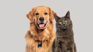 Leadership Cheboygan class hosts fundraiser for humane society