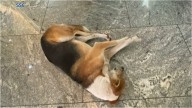 Final Feliz para un Lomito Abandonado en Centro Comercial de CDMX