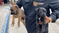 Rescatan a dos cachorros que eran comercializados ilegalmente en la garita de San Ysidro