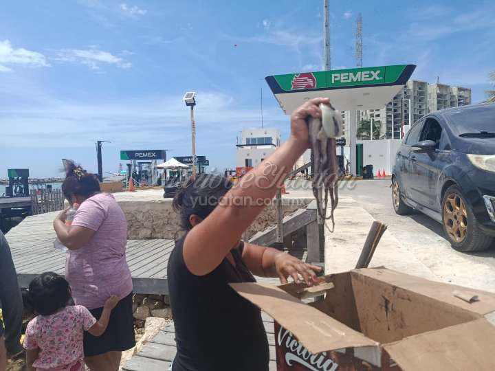 Captura furtiva de pulpo preocupa más que la marea roja en Yucatán, señalan pescadores