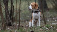 5 razas que es mejor que evites si estás pensando en tener perro y te gustaría tenerlo bien entrenado