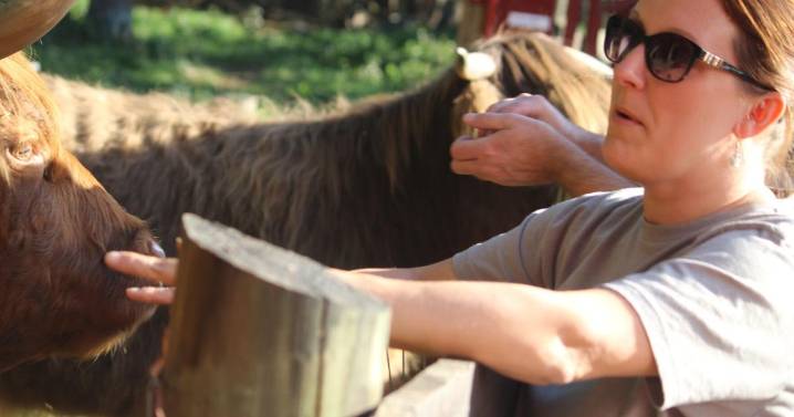Highland cows bring crowds to local family farm