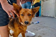 Esterilizaciones gratuitas benefician a más de 200 mascotas en Anapra