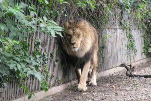 Zoo asks people to donate unwanted pets to feed predators and imitate ‘natural food chain’
