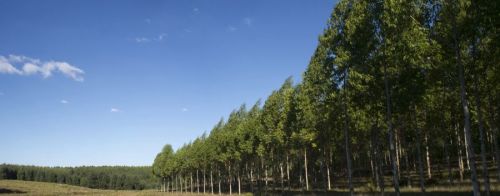 Destacan incrementó de la superficie de plantaciones forestales en más de 48.000 hectáreas nuevas