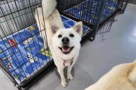 Dog Rescued From Meat Market Travels Over 5,000 Miles to Meet New Family