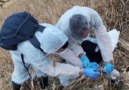Medio Rural investiga la muerte de pollos de gaviota en el Cabo Peñas