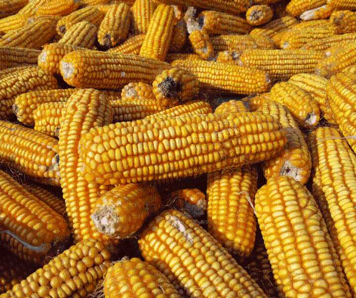 Maíz blanco y sorgo alcanzan récords en importaciones a México