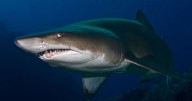 ¡Sorpresivo! Reaparece tiburón en peligro de extinción