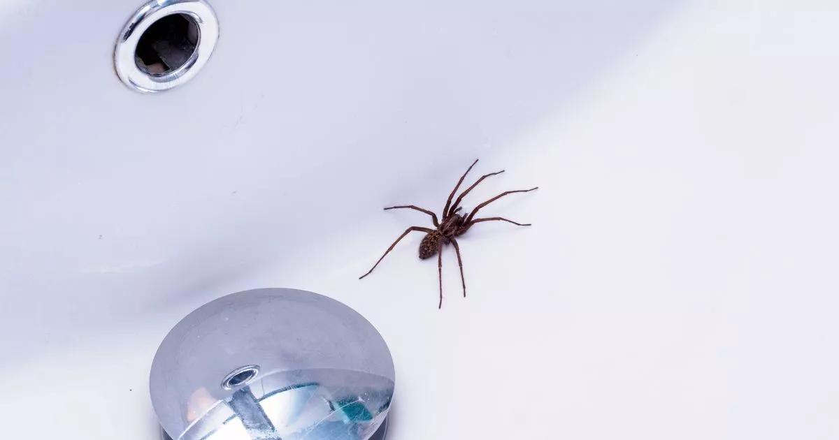 Plymouth mum's £1.30 method banishes spiders from home ahead of mating season