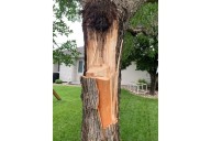 Trees damaged in recent storms may or may not survive