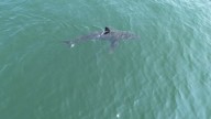 Great white shark is seen near popular beaches in Maine, sparking a warning from police