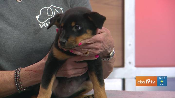 TUESDAY TAILS: Meet Zulu from the SPCA of East Texas